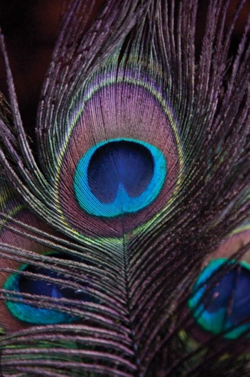 Picture of PEACOCK FEATHERS II