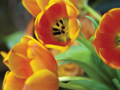 Picture of ORANGE TULIPS I