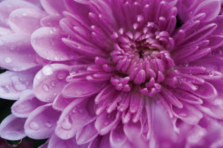 Picture of PURPLE MUM I