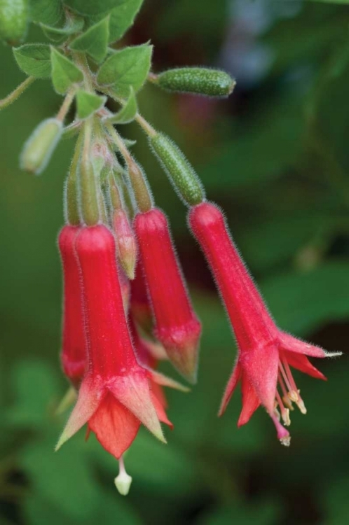 Picture of FUCHSIA BLOOM I