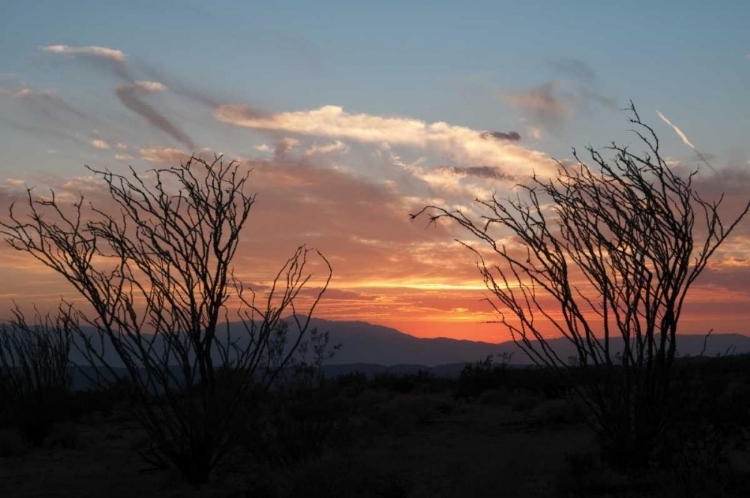 Picture of OCOTILLO CACTUS III