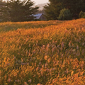 Picture of GOLDEN FIELDS III