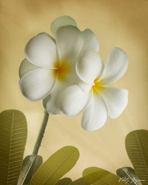 Picture of ORIENTAL PLUMERIA I