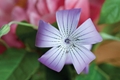 Picture of DELICATE FLOWER II