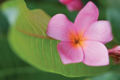 Picture of PLUMERIA I