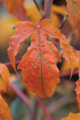 Picture of ORANGE LEAVES I