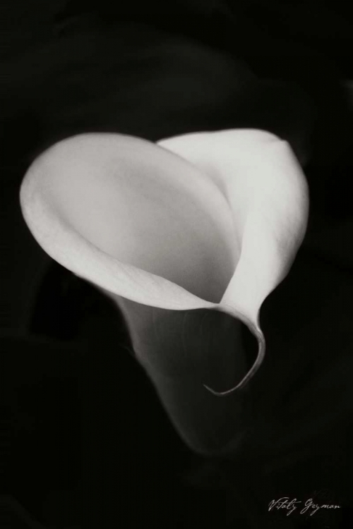 Picture of CALLA LILY I