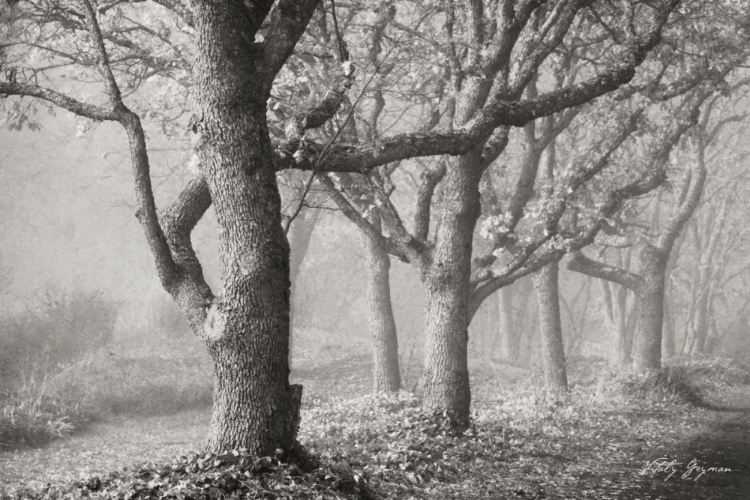 Picture of TREE IN THE MIST BANDW