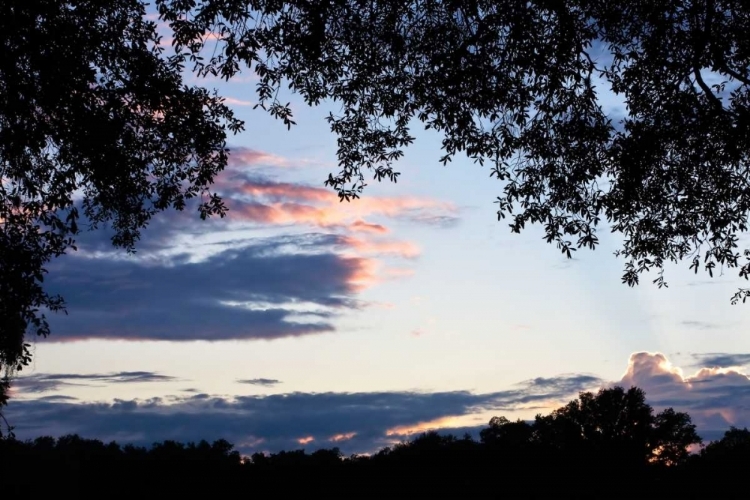 Picture of SUNSET THROUGH THE TREES II