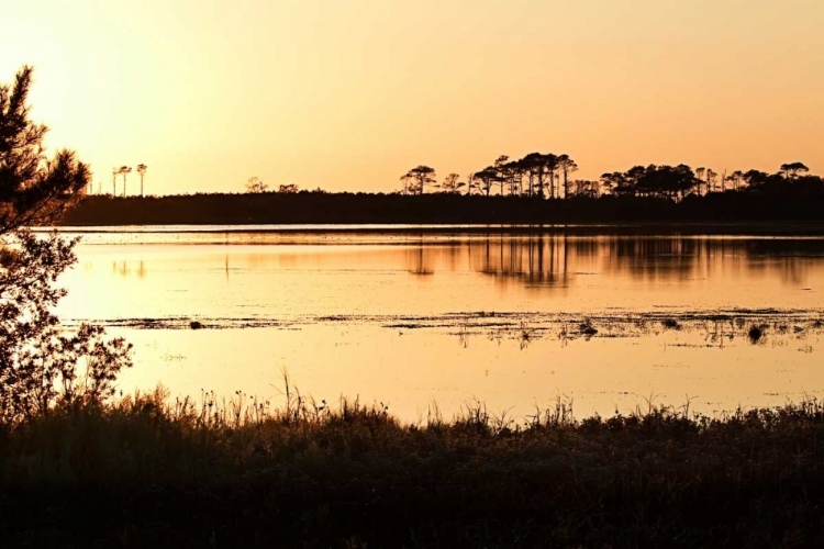 Picture of SNOW GOOSE POOL II