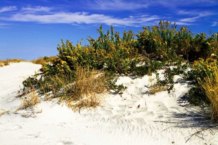 Picture of ASSATEAGUE BEACH II