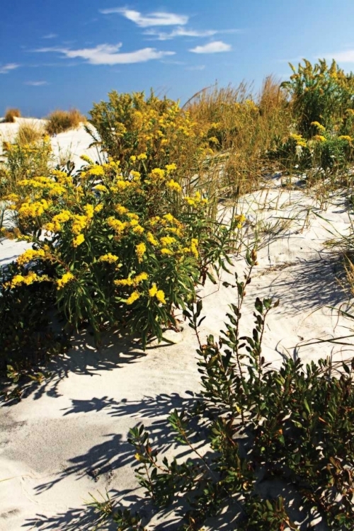 Picture of ASSATEAGUE BEACH V