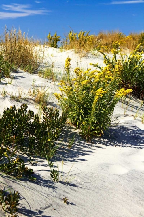 Picture of ASSATEAGUE BEACH VI