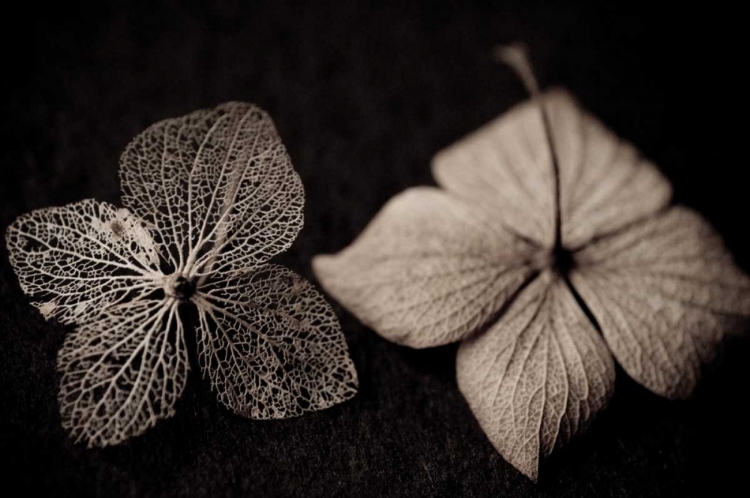 Picture of HYDRANGEA SKELETON I