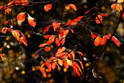 Picture of AUTUMN LEAVES VI