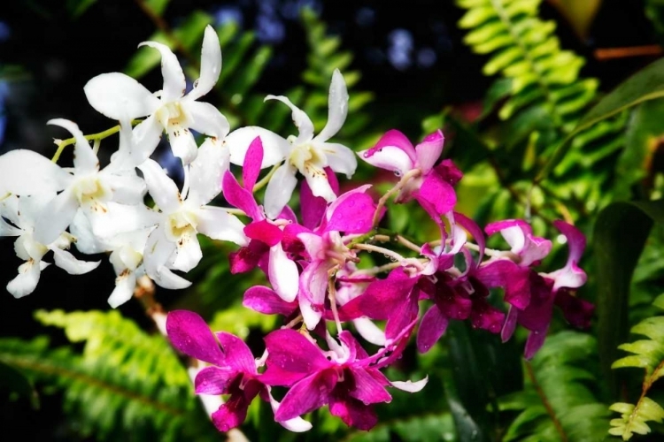 Picture of VANDA ORCHIDS II