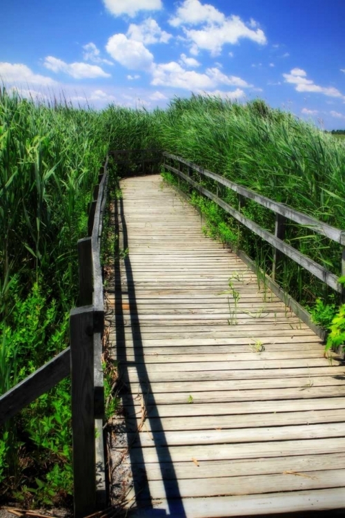 Picture of WETLAND WALKWAY I