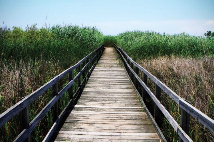 Picture of WETLAND WALKWAY III