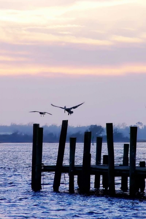 Picture of PELICAN AND FRIEND