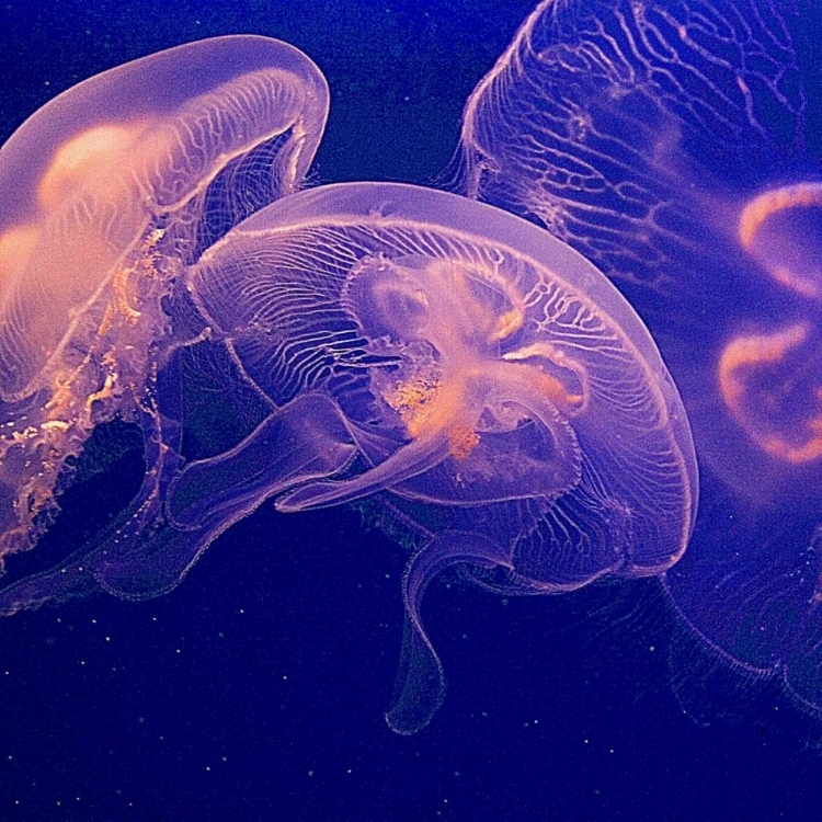 Picture of JELLYFISH DANCE I