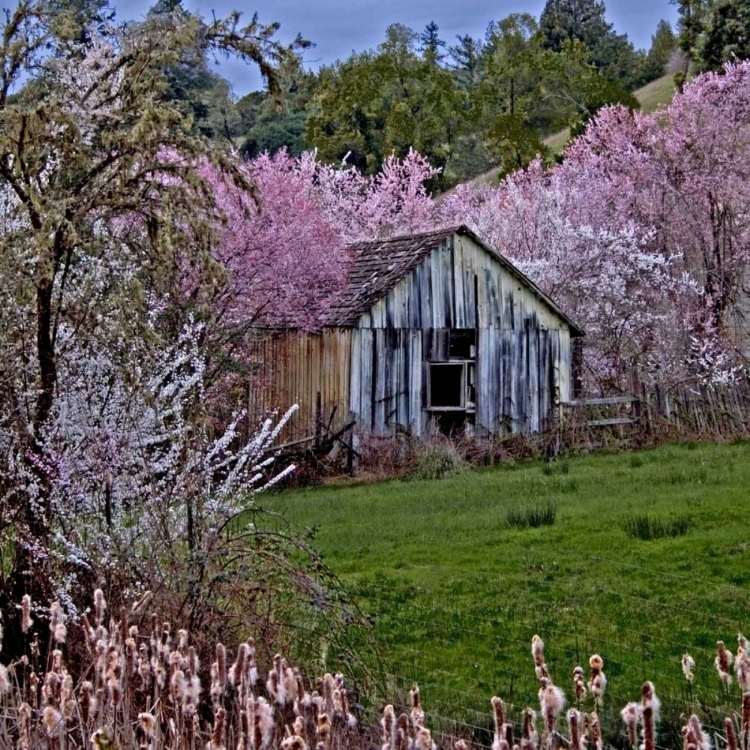 Picture of TWILIGHT AND BLOSSOMS