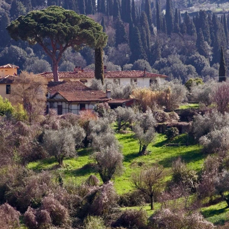 Picture of AFTERNOON IN TUSCANY