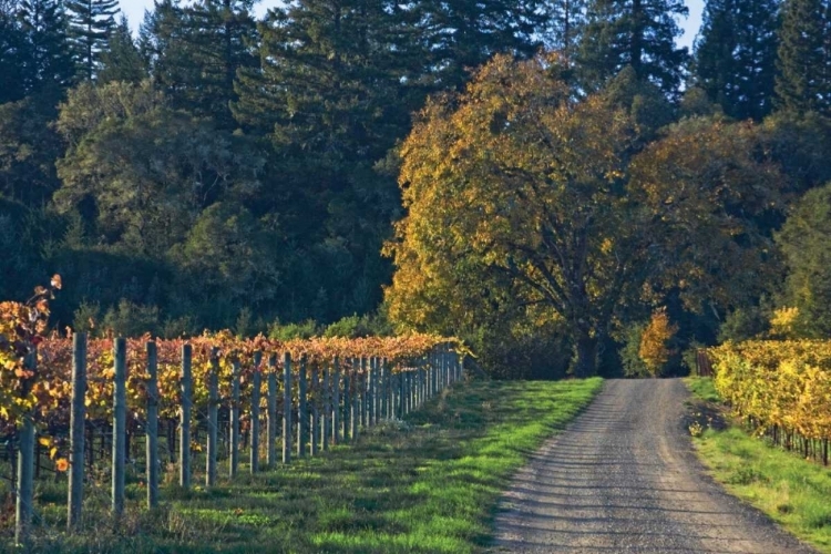 Picture of AFTER THE HARVEST I