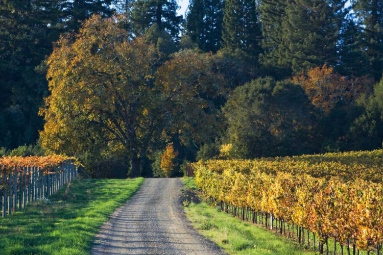 Picture of AFTER THE HARVEST II