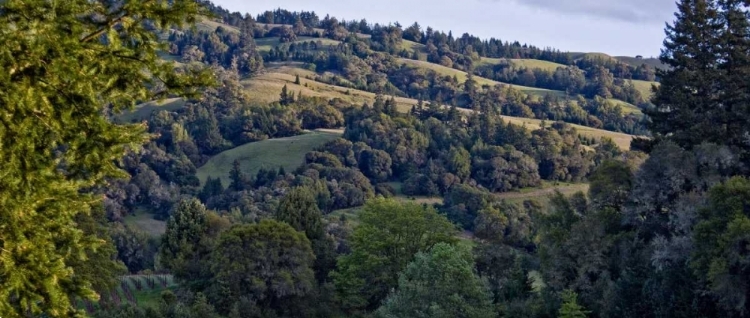 Picture of WOODLAND PASTURES I