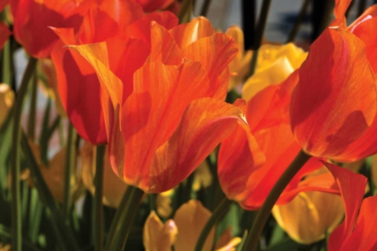 Picture of TULIP FIELD II