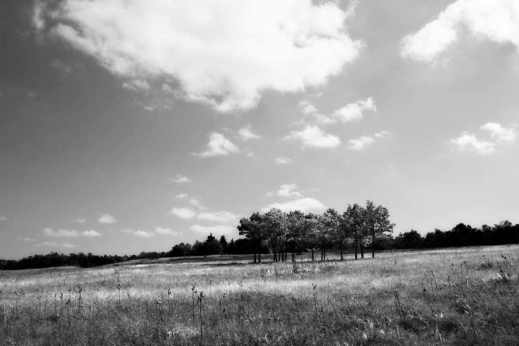 Picture of TREE LINE I