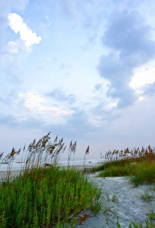 Picture of EARLY MORNING IN THE DUNES V