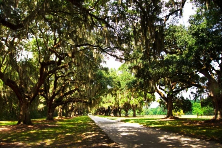 Picture of CHARLESTON OAKS III