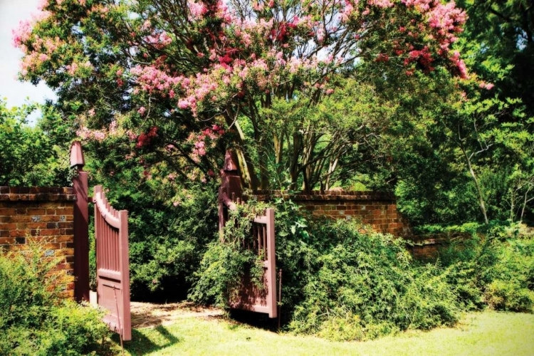 Picture of CREPE MYRTLE I