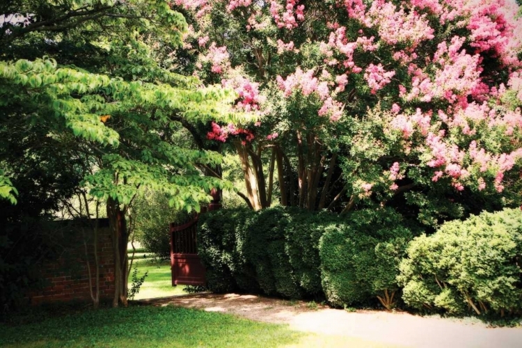 Picture of CREPE MYRTLE II