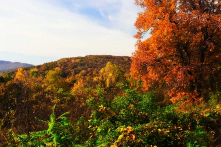 Picture of ROCKFISH GAP