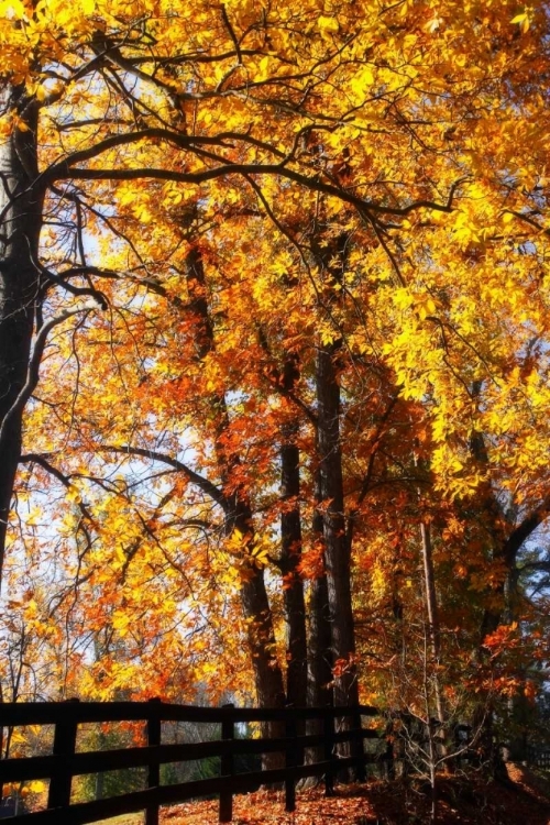 Picture of BOUGHS OF GOLD I