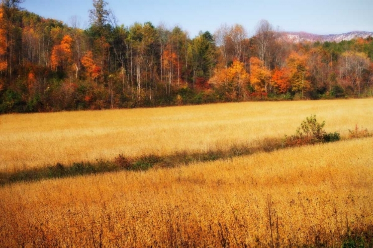 Picture of SPERRYVILLE FIELDS III