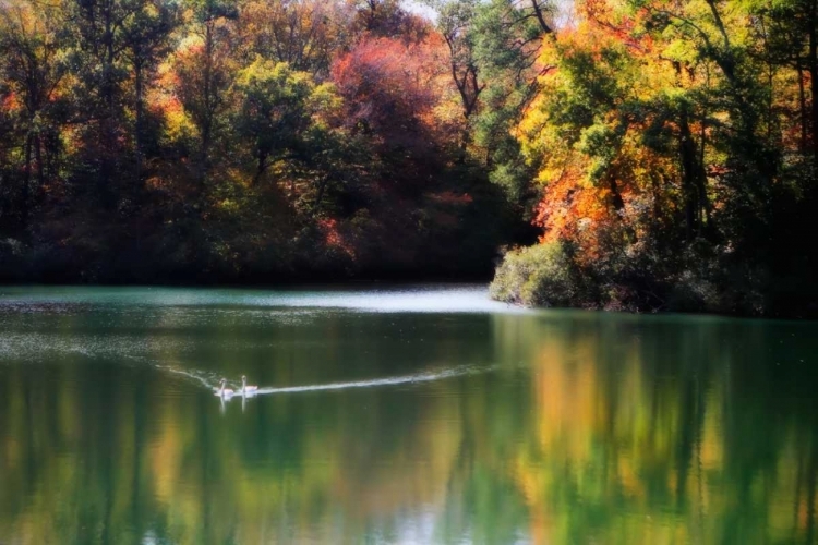 Picture of SWANS ON THE LAKE I