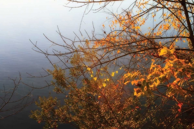 Picture of LEAVES OF ORANGE II