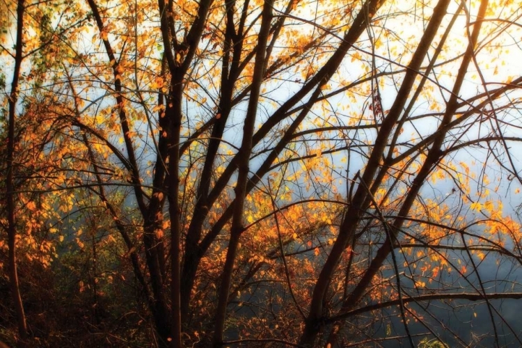 Picture of LEAVES OF ORANGE III