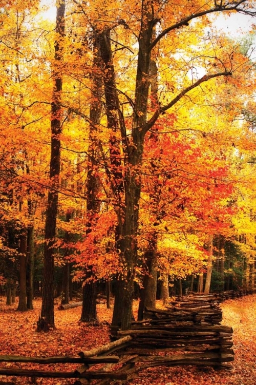 Picture of SPLIT RAIL FENCE I