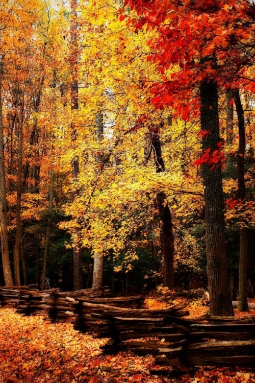 Picture of SPLIT RAIL FENCE II