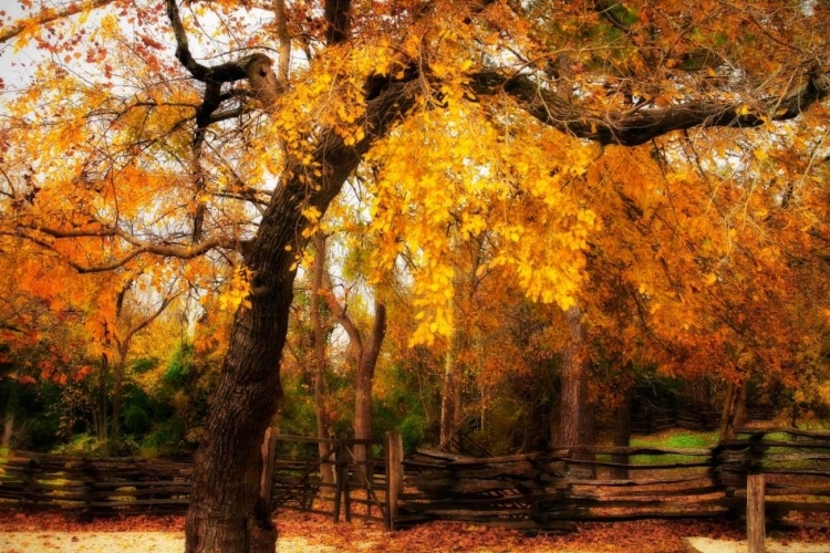 Picture of SPLIT RAIL FENCE IV