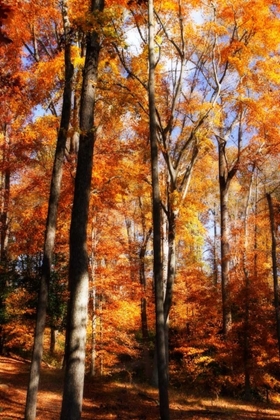 Picture of AUTUMN CATHEDRAL I