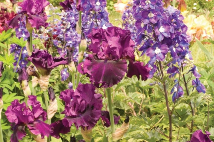 Picture of PURPLE GARDEN I