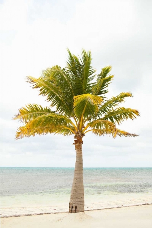 Picture of BEACH PALM II