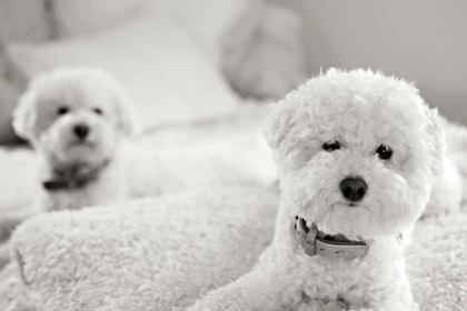 Picture of BICHONS