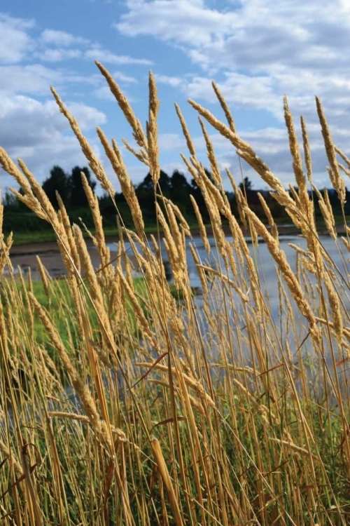 Picture of THROUGH THE GRASS II