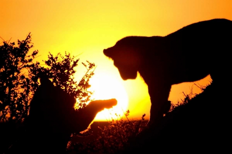 Picture of LION CUB MORNING